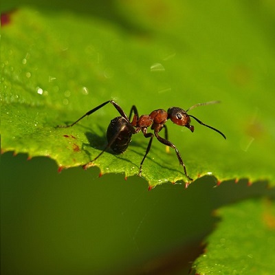 desinsectisation fourmis Juan-les-pins 06160